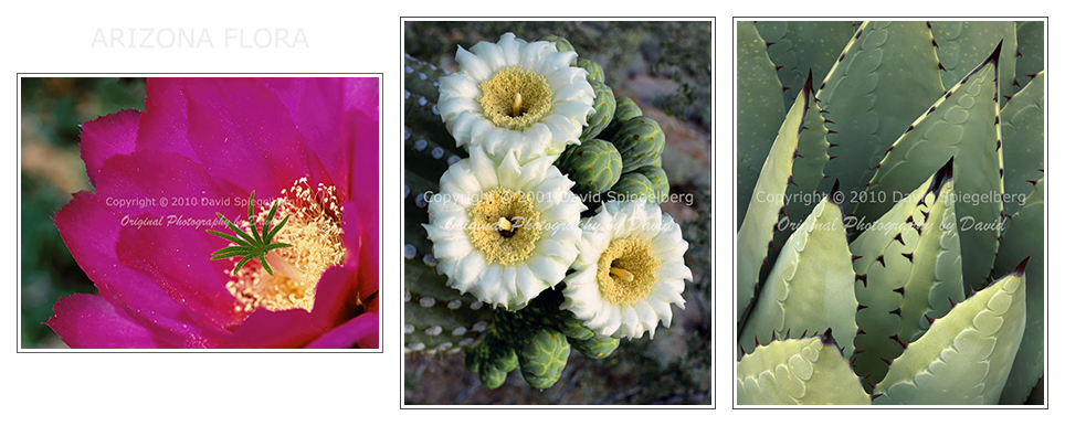 Arizona | Hedgehog Cactus | Saguaro Blossoms | Agave