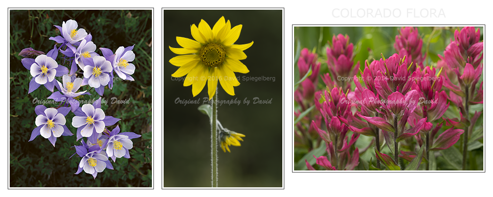Colorado | Flora | Columbine | Sunflower | Indian Paintbrush