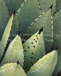 Agave | Arizona | Fine Art Photography | Nature