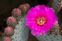 Beavertail Prickly Pear Cactus Blossom | Arizona | Fine Art Photography | Nature