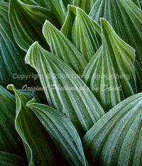 Frost | Corn Lilies | California | Fine Art Photography | Landscape