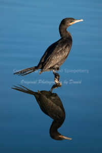 Double-Crested Cormorant | Arizona | Fine Art Photography | Nature