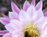 Echinopsis Cactus Blossom | Arizona | Fine Art Photography | Nature