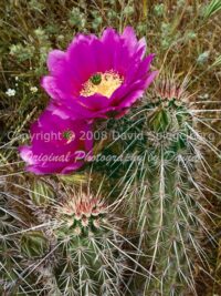 Hedgehog Cactus Blossoms | Arizona | Fine Art Photography | Nature