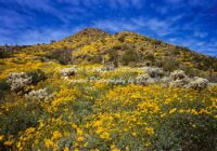 Brittle Bush | Arizona | Fine Art Photography | Landscape