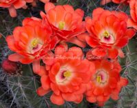 Claret Cup Cactus Blossoms | Arizona | Fine Art Photography | Nature