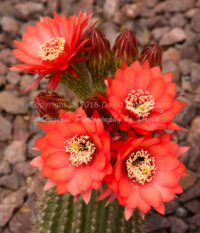Echinopsis Cactus Blossoms | Arizona | Fine Art Photography | Nature