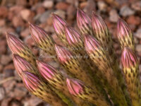 Echinopsis Cactus Buds | Arizona | Fine Art Photography | Nature
