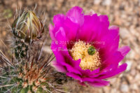 Hedgehog Cactus Blossom | Arizona | Fine Art Photography | Nature