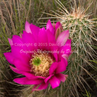 Hedgehog Cactus Blossom | Arizona | Fine Art Photography | Nature