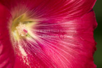 Hollyhock Blossom | Arizona | Fine Art Photography | Nature