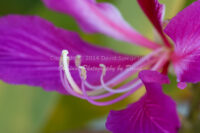 Orchid Tree Blossom | Arizona | Fine Art Photography | Nature
