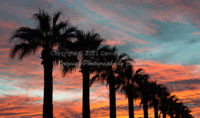 Palm Tree | Sunset | Arizona | Fine Art Photography | Landscape
