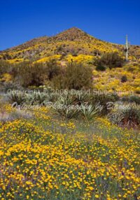 Poppies | Brittle Bush | Arizona | Fine Art Photography | Landscape
