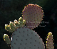 Prickly Pear Cactus | Arizona | Fine Art Photography | Nature
