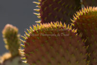 Prickly Pear Cactus | Arizona | Fine Art Photography | Nature