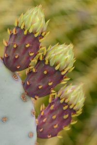 Prickly Pear Cactus Buds | Arizona | Fine Art Photography | Nature