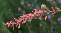 Red Yucca Blossoms | Arizona | Fine Art Photography | Nature