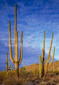 Saguaro Cactus | Arizona | Fine Art Photography | Landscape