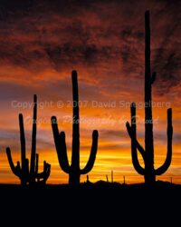 Saguaro Sunset | Arizona | Fine Art Photography | Landscape