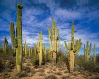 Saguaros and Clouds | Arizona | Fine Art Photography | Landscape