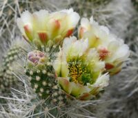 Teddy Bear Cholla Cactus Blossoms | Arizona | Fine Art Photography | Nature