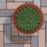 Aloe Polyphylla | Spiral Aloe | Illustration