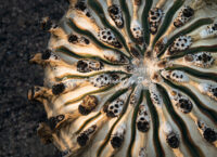 Burned Baby Saguaro Cactus | Arizona | Fine Art Photography | Nature