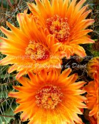 Fishhook Cactus Blossoms | Arizona | Fine Art Photography | Nature
