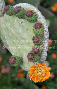 Prickly Pear Cactus Blossom | Arizona | Fine Art Photography | Nature