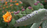 Prickly Pear Cactus Blossom | Arizona | Fine Art Photography | Nature
