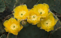 Prickly Pear Cactus Blossoms | Arizona | Fine Art Photography | Nature