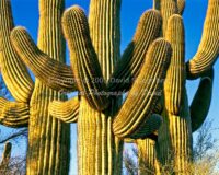 Saguaro Cactus | Arizona | Fine Art Photography | Nature