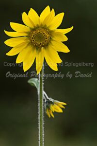 Sunflower | Senecio Amplectens | Colorado | Fine Art Photography | Nature