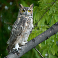 Great Horned Owl | Arizona | Fine Art Photography | Nature
