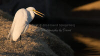 Snowy Egret | Arizona | Fine Art Photography | Nature