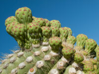 Saguaro Cactus Buds | Arizona | Fine Art Photography | Nature