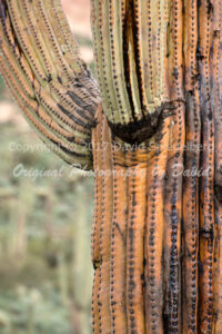 Saguaro Cactus | Dying | Arizona | Fine Art Photography | NaturePhotography | Nature
