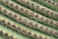 Saguaro Cactus Needles | Arizona | Fine Art Photography | Nature