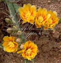 Buckhorn Cholla | Cactus Blossoms | Arizona | Fine Art Photography | Nature