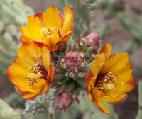 Buckhorn Cholla | Cactus Blossoms | Arizona | Fine Art Photography | Nature