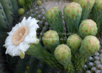 Saguaro Cactus Blossom | Arizona | Fine Art Photography | Nature