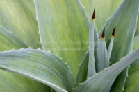 Agave | Arizona | Fine Art Photography | Nature