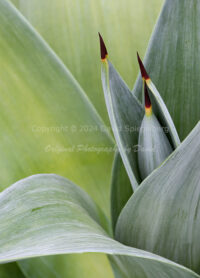 Agave | Arizona | Fine Art Photography | Nature