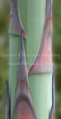 Agave Flower Stalk | Arizona | Fine Art Photography | Nature