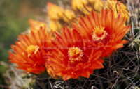 Fishhook Cactus Blossoms | Arizona | Fine Art Photography | Nature