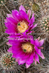 Hedgehog Cactus Blossoms | Arizona | Fine Art Photography | Nature