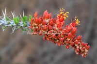 Ocotillo Cactus Buds | Arizona | Fine Art Photography | Nature