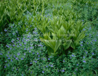 Bluebells | Corn Lilies | Colorado | Fine Art Photography | Nature