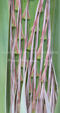 Agave Flower Stalk | Arizona | Fine Art Photography | Nature